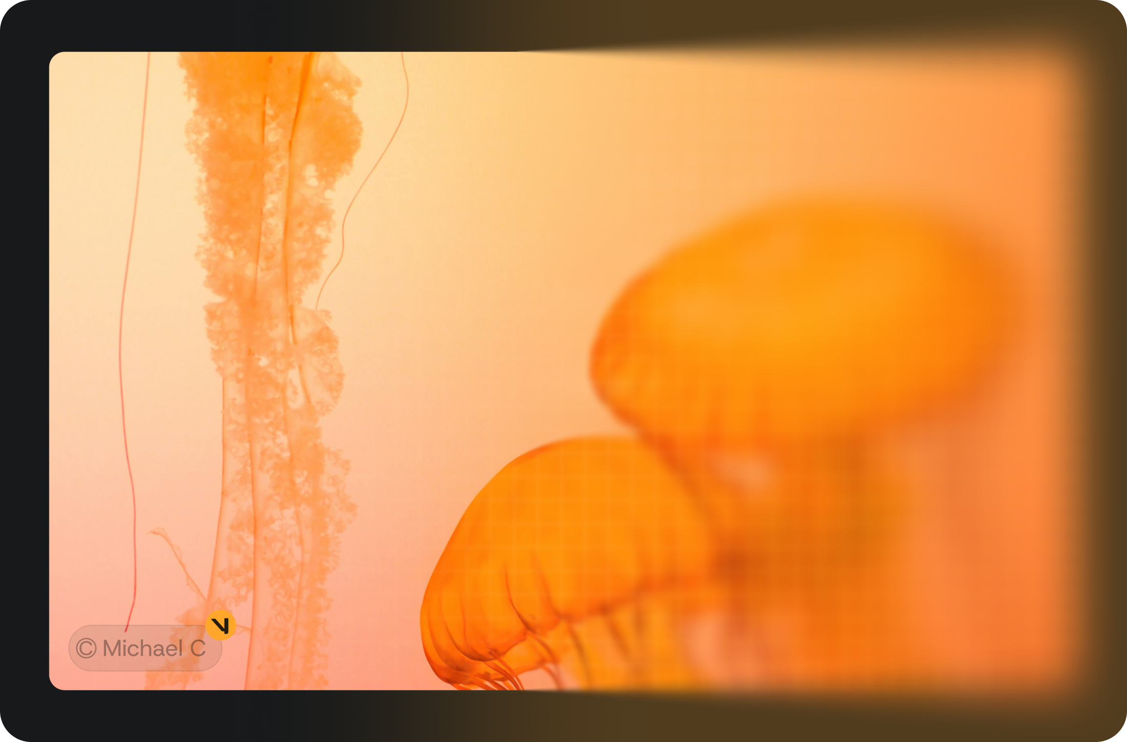 Fingerprint and watermark content